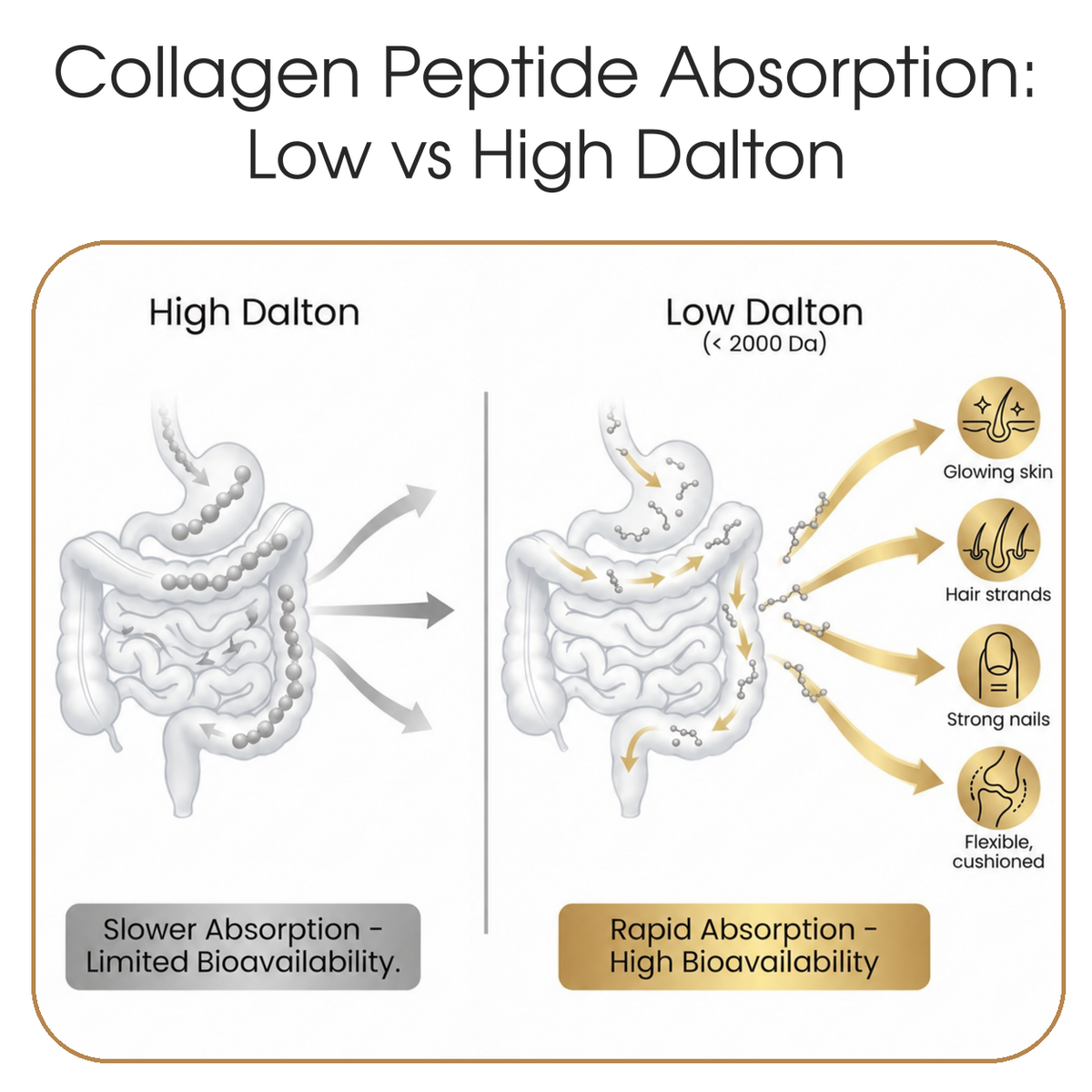 Bovine collagen peptides comparison low-vs-high-dalton