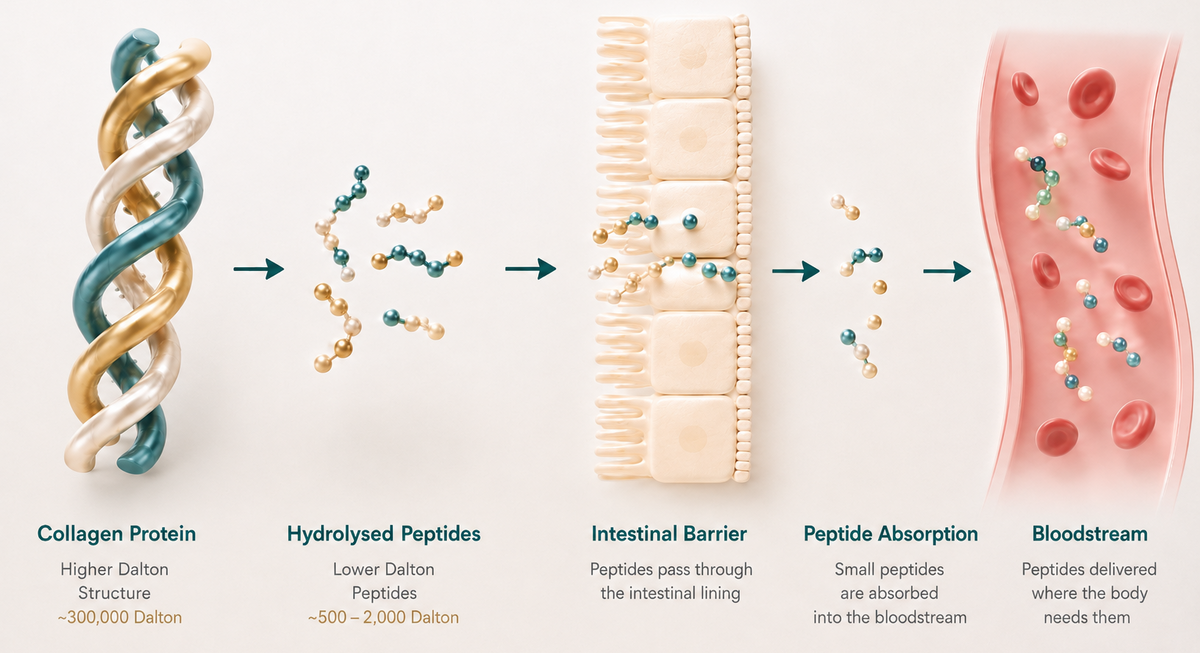 Scientific diagram showing collagen protein breaking down into lower Dalton hydrolysed peptides, passing through the intestinal barrier and being absorbed into the bloodstream.