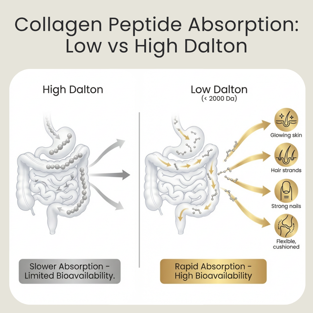 infographic demonstrating the bioavailabilty of collage